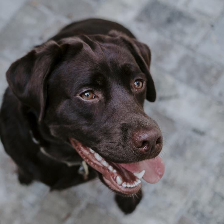 Portrait of Leila Chen meditation instructor